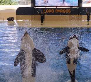 Orcas im Loropark