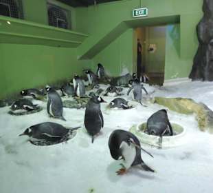 Besonders die Kinder hatten viel Spaß