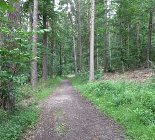 Wanderweg - Alter Steinbruch Pfaffenberg Runde