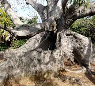 Mächtige Wurzel des alten Kapok-Baumes
