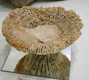 Versteinerter Schwamm im Fränkische Schweiz Museum