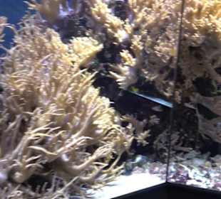 Aquarium