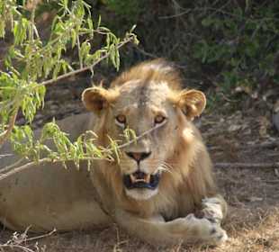 Wildnis Tours and Safaris - Diani Beach 