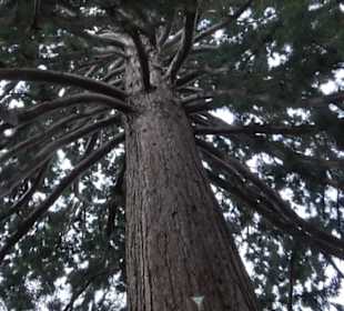 Mammutbaum im Stadtgarten