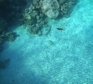 Schnorcheln Marsa Alam