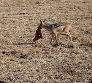 Schakal klaut vom Löwen