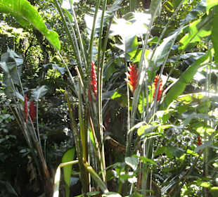 Regenwaldfeeling pur