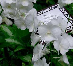 Orchidee