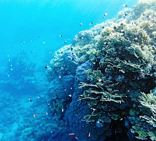 Schnorcheln Marsa Alam