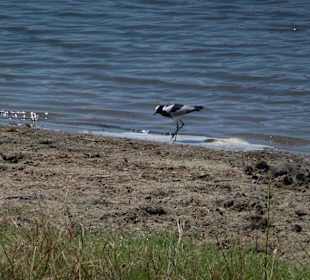 Krüger Nationalpark