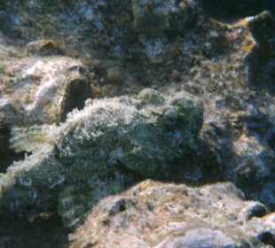 Steinfisch unter dem Steg