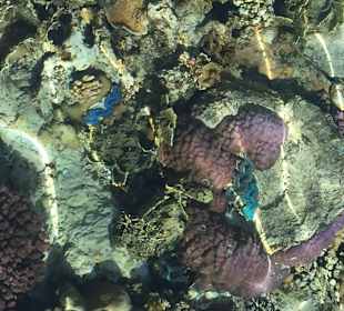 Schnorcheln Marsa Alam