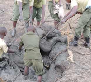 Babyfant-Rettung auf dem Weg nach Galdessa