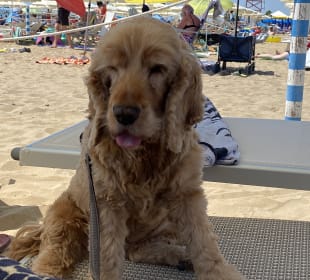 Strand Cavallino-Treporti