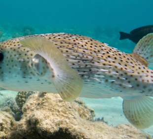 Gepunkteter Igelfisch