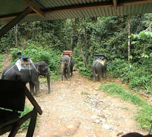 Elefanten reiten!