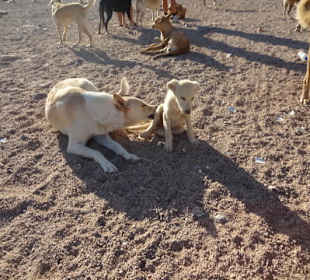 Dahab Dogs