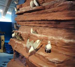 Im Haupthaus des Natureums Niederelbe