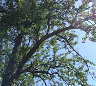 Eduard Lucas Musterobstgarten Mähringen