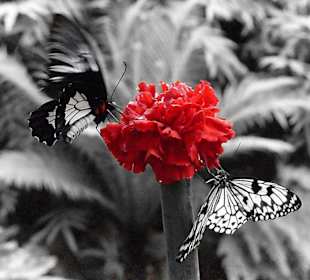 Schmetterlingshaus Sassnitz