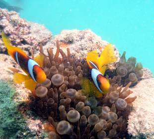 Schnorcheln Makadi Bay