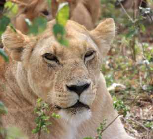 Julius Tact / JT Safaris