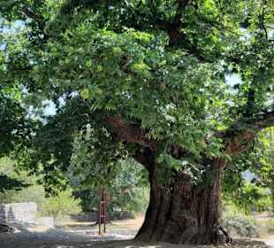 1000 Jähriger Maronenbaum