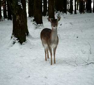Wildpark Poing bei München