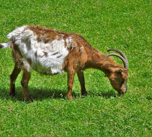 Das Ziegengehege im Kurpark Bad Berneck