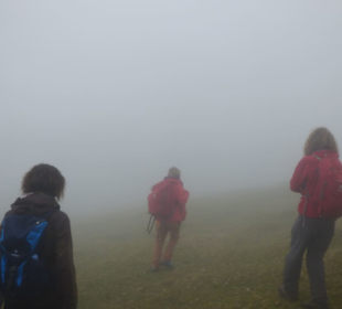 Nebel im Zauberwald