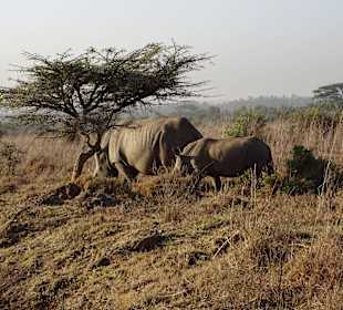 Nashörner im Nairobi National Park