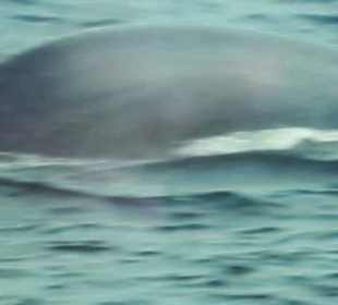 Wahlrefting - Ausflug  bei Rohan gebucht