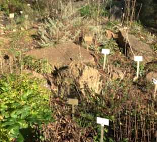 Botanischer Garten