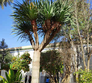 Bahia Palast