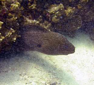 Tauchen bei Racha Island