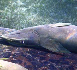 Schnorcheln Marsa Alam