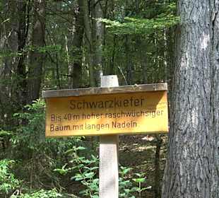 Waldlehrpfad in Tieringen