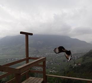 Greifvogelschau auf Schloss Tirol