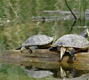 Rundgang im Tierpark