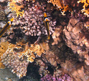 Fische im Hausriff Tulip Resort