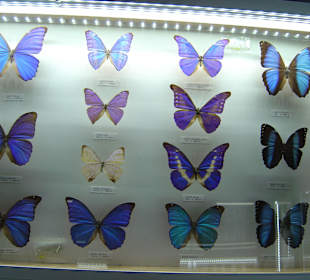 Butterfly Farm