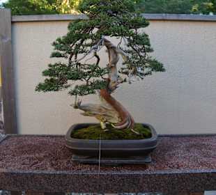 Bonsaiausstellung im Botan. Garten