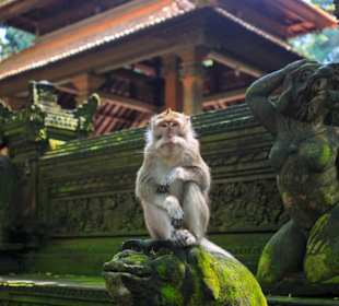 Einer der vielen Affen hier