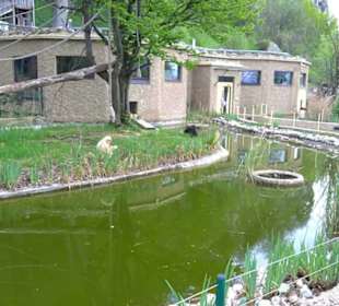 Eurasienbereich - Weißhandgibbon