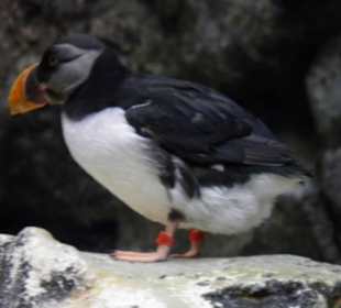 Ein Papageientaucher.