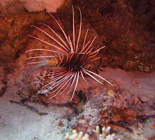 Tauchplatz Siyoul Kebir