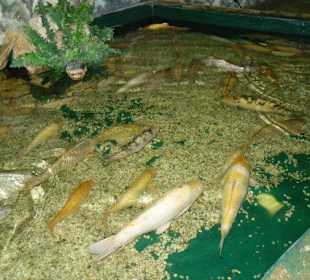 Streichelteich mit Koi-Karpfen