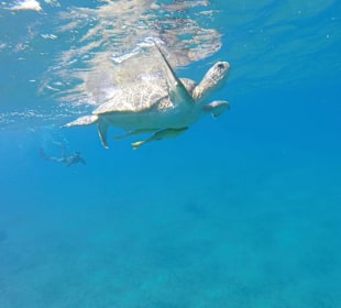 ...die waren so riesig