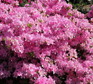 Eindrücke vom Rundgang durch den Berggarten