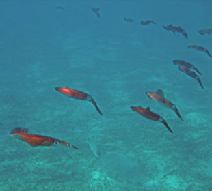 Riffkalmare im Abendlicht